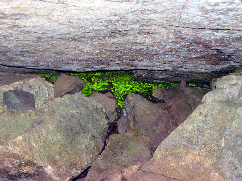 Schistostega pennata